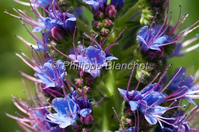 madere 28.JPG - Gros plan d'une fleur de Vipérine de Madère, Echium fastuosum, Madère, Portugal